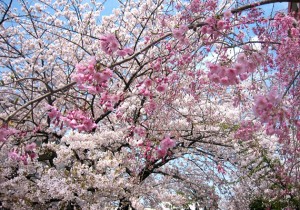 2011年、遅い春、東京の桜。