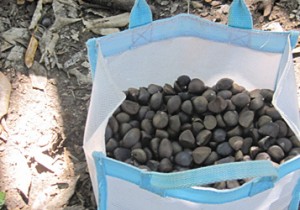 椿の楽園大島便り　- 3 -　今年も椿の実の収穫期がやってきました！