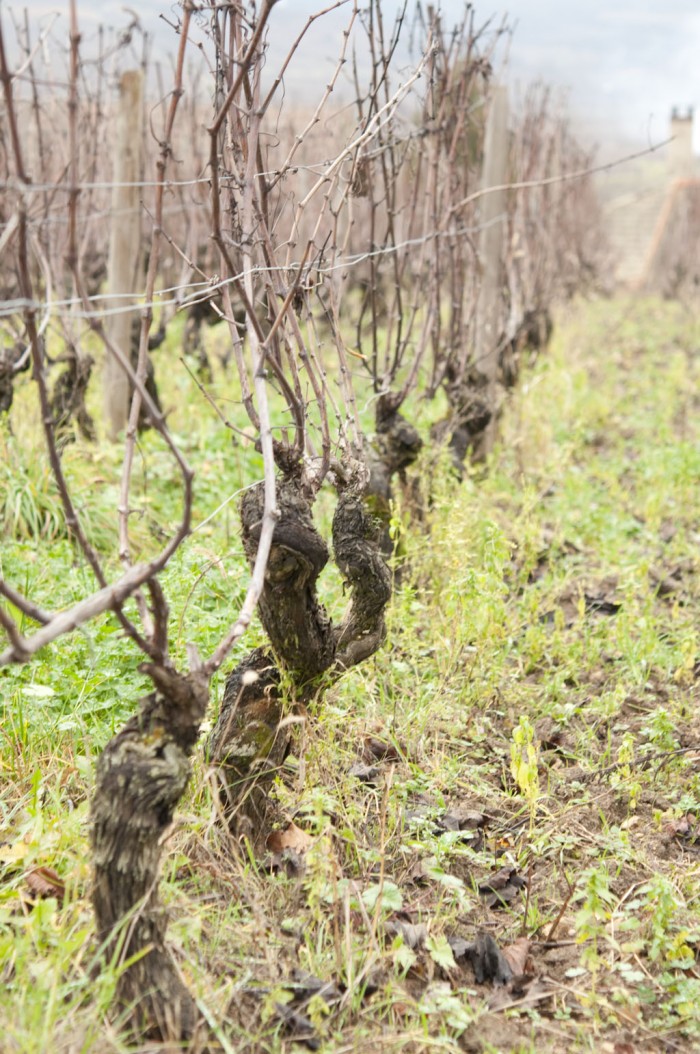 ドメーヌの前は樹齢45年のアリゴテの畑