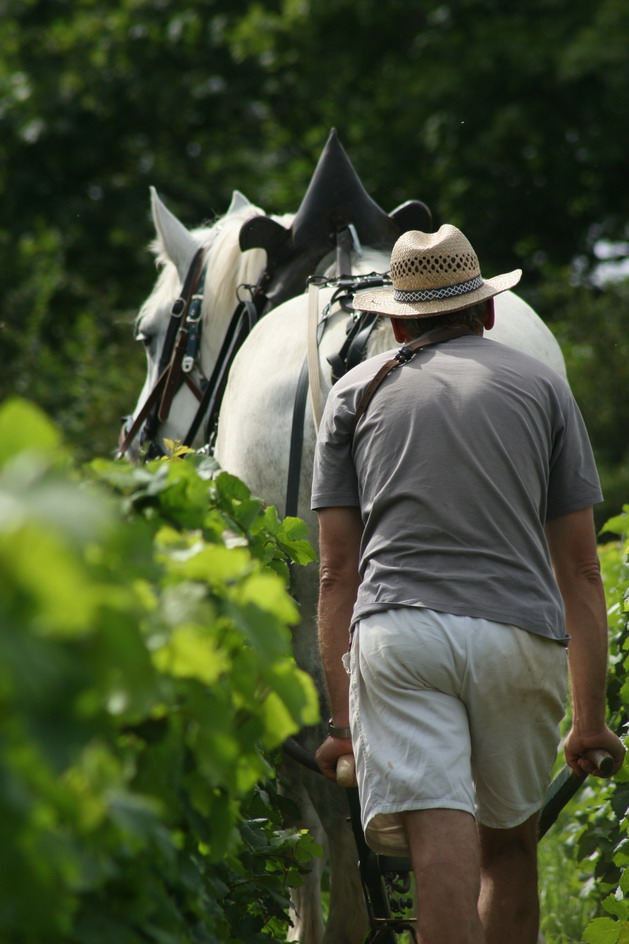 馬は細い畝の間をスキ入れするのにちょうどいい